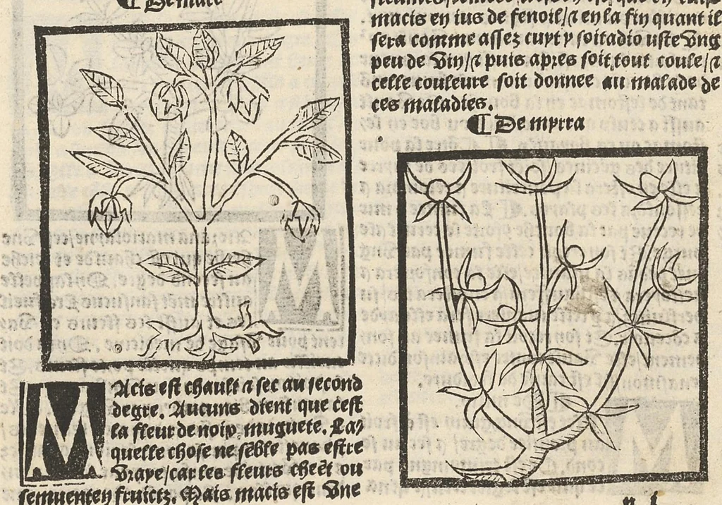 An illustration from Le Grant herbier en françois., 1500, leaf 144