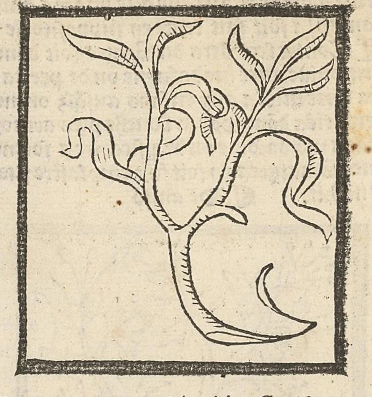 An illustration from Le Grant herbier en françois., 1500, leaf 15