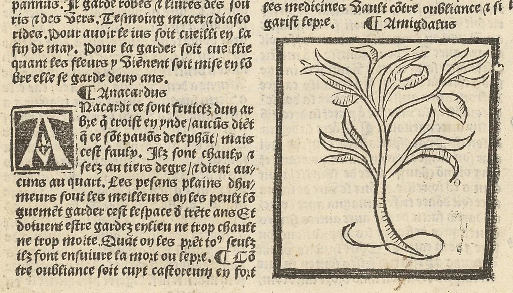 An illustration from Le Grant herbier en françois., 1500, leaf 15