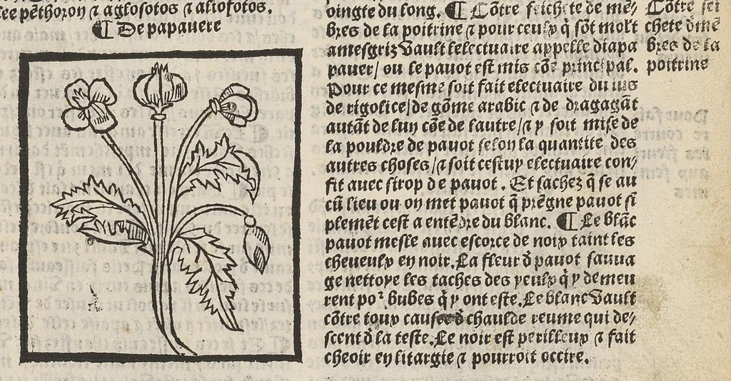 An illustration from Le Grant herbier en françois., 1500, leaf 164