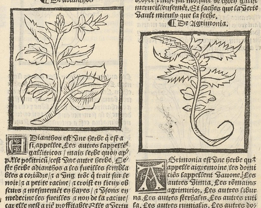 An illustration from Le Grant herbier en françois., 1500, leaf 22