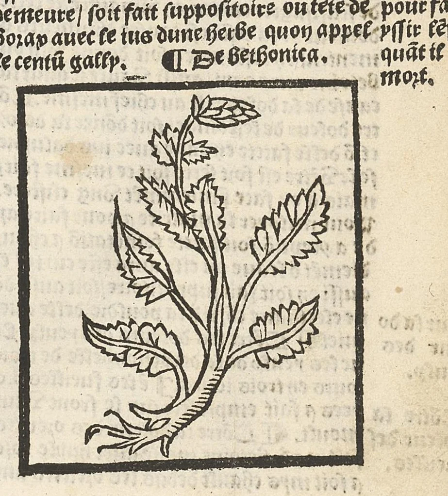 An illustration from Le Grant herbier en françois., 1500, leaf 32