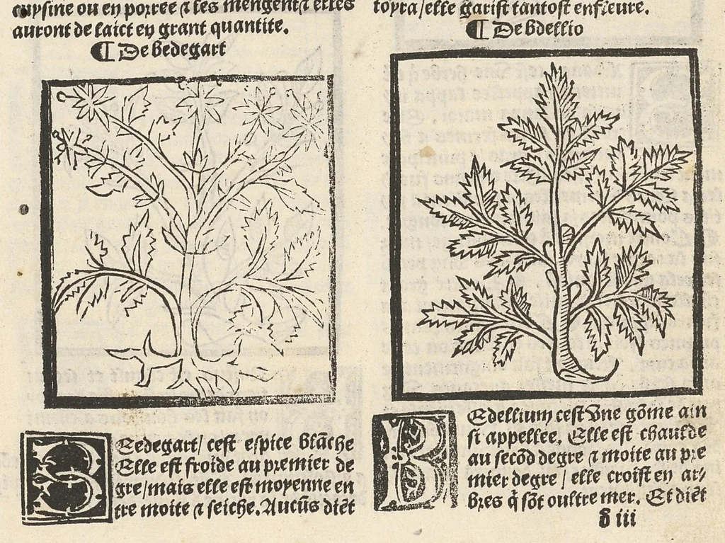 An illustration from Le Grant herbier en françois., 1500, leaf 40