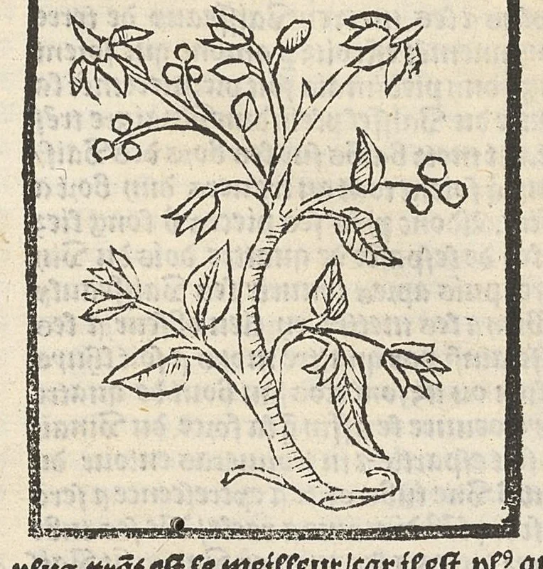 An illustration from Le Grant herbier en françois., 1500, leaf 46