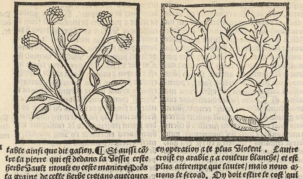 An illustration from Le Grant herbier en françois., 1500, leaf 61