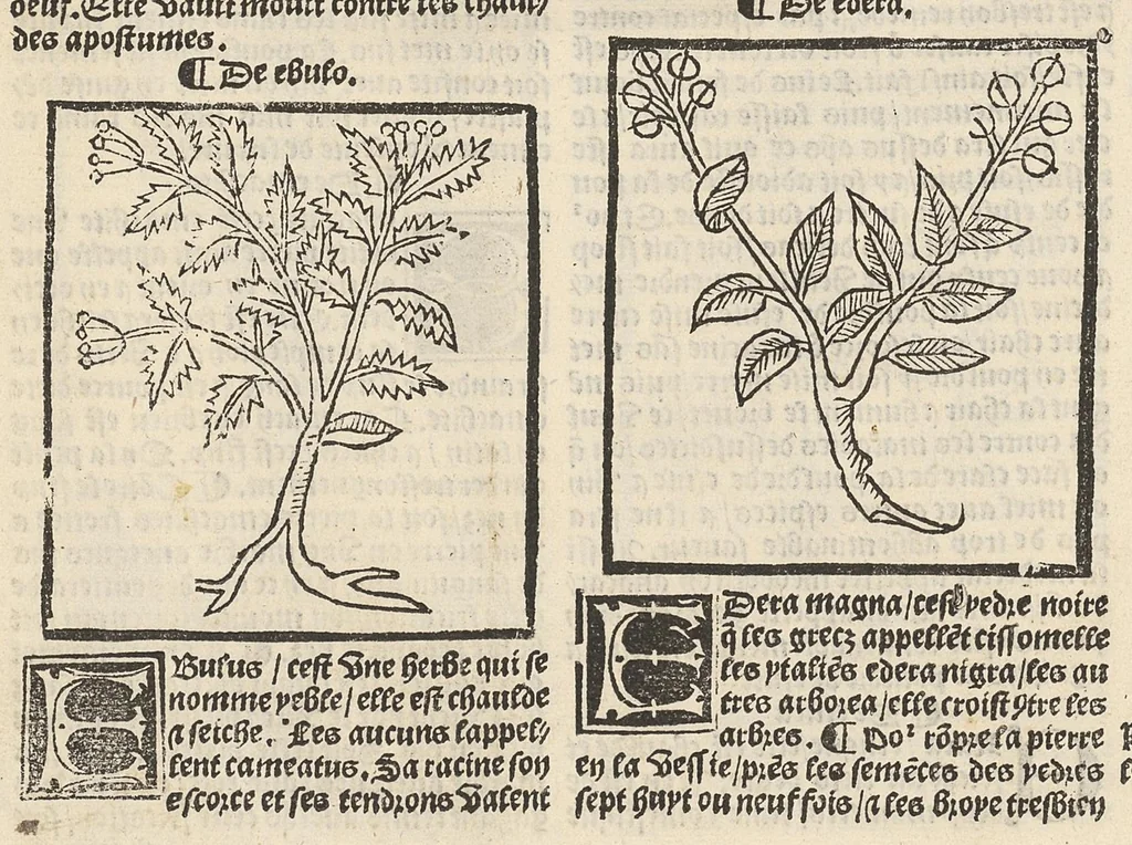 An illustration from Le Grant herbier en françois., 1500, leaf 89