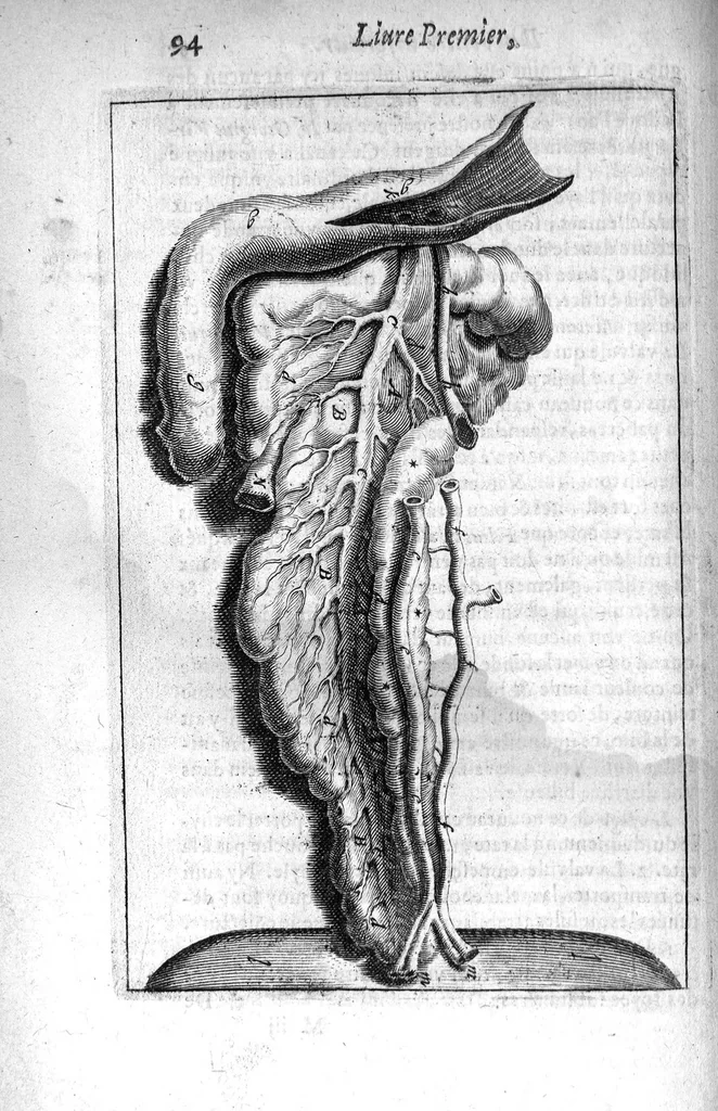 An illustration from Institutions anatomiques de Gaspar Bartholin, augmentées et enrichies pour la seconde fois tant des opinions et observations nouvelles des modernes... que de plusieurs figures... par Thomas Bartholin,... et traduictes en françois par Abr. Du Prat, 1647, leaf 112