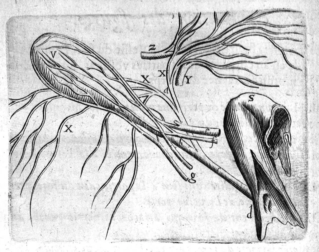 An illustration from Institutions anatomiques de Gaspar Bartholin, augmentées et enrichies pour la seconde fois tant des opinions et observations nouvelles des modernes... que de plusieurs figures... par Thomas Bartholin,... et traduictes en françois par Abr. Du Prat, 1647, leaf 126