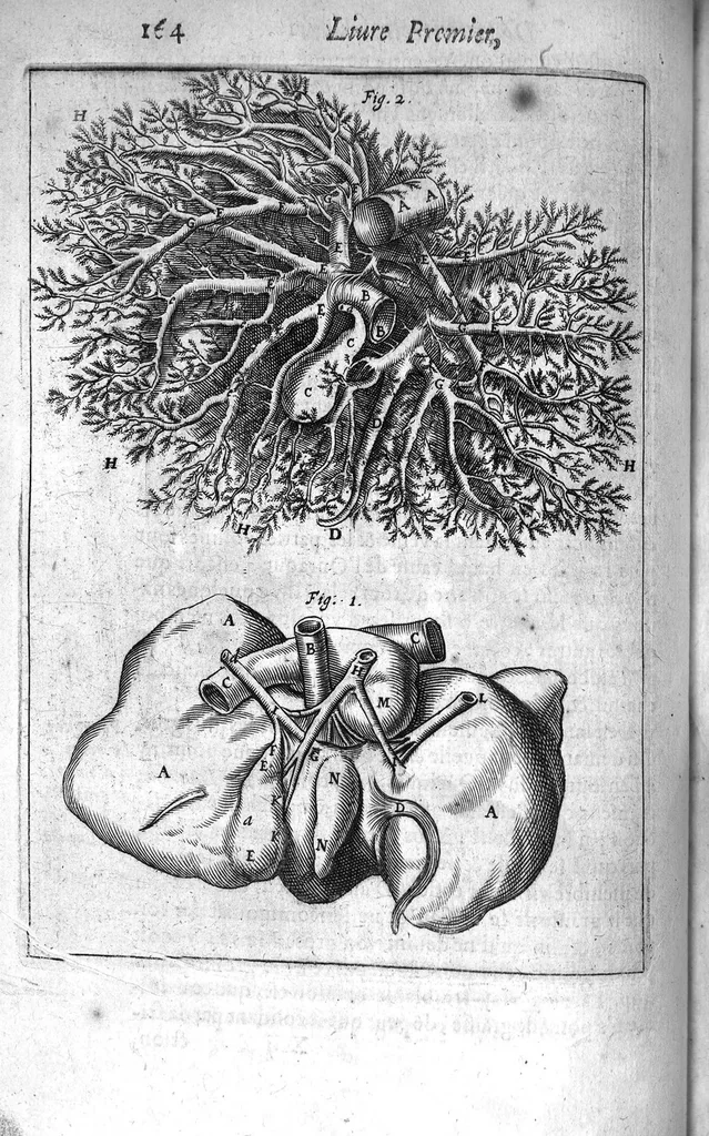 An illustration from Institutions anatomiques de Gaspar Bartholin, augmentées et enrichies pour la seconde fois tant des opinions et observations nouvelles des modernes... que de plusieurs figures... par Thomas Bartholin,... et traduictes en françois par Abr. Du Prat, 1647, leaf 182