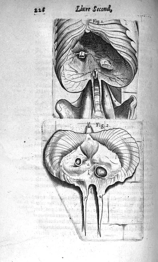 An illustration from Institutions anatomiques de Gaspar Bartholin, augmentées et enrichies pour la seconde fois tant des opinions et observations nouvelles des modernes... que de plusieurs figures... par Thomas Bartholin,... et traduictes en françois par Abr. Du Prat, 1647, leaf 248