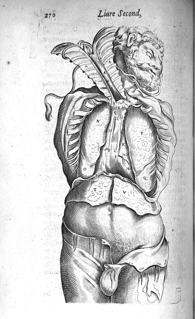 An illustration from Institutions anatomiques de Gaspar Bartholin, augmentées et enrichies pour la seconde fois tant des opinions et observations nouvelles des modernes... que de plusieurs figures... par Thomas Bartholin,... et traduictes en françois par Abr. Du Prat, 1647, leaf 290