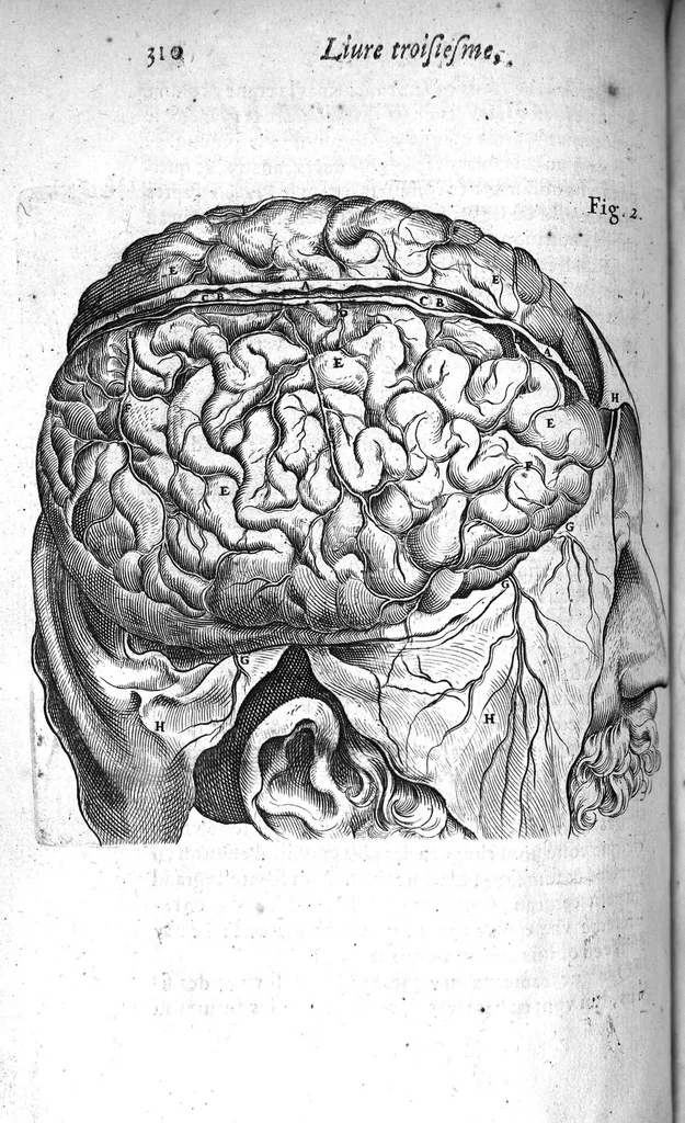 An illustration from Institutions anatomiques de Gaspar Bartholin, augmentées et enrichies pour la seconde fois tant des opinions et observations nouvelles des modernes... que de plusieurs figures... par Thomas Bartholin,... et traduictes en françois par Abr. Du Prat, 1647, leaf 330