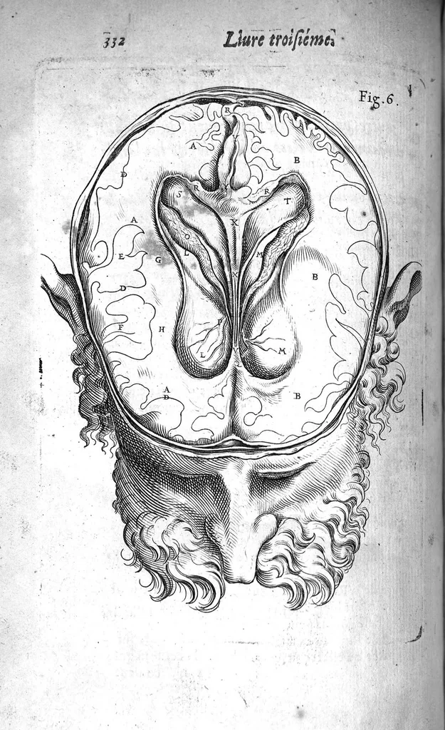 An illustration from Institutions anatomiques de Gaspar Bartholin, augmentées et enrichies pour la seconde fois tant des opinions et observations nouvelles des modernes... que de plusieurs figures... par Thomas Bartholin,... et traduictes en françois par Abr. Du Prat, 1647, leaf 352