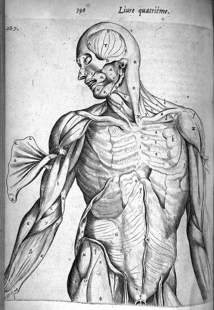 An illustration from Institutions anatomiques de Gaspar Bartholin, augmentées et enrichies pour la seconde fois tant des opinions et observations nouvelles des modernes... que de plusieurs figures... par Thomas Bartholin,... et traduictes en françois par Abr. Du Prat, 1647, leaf 410