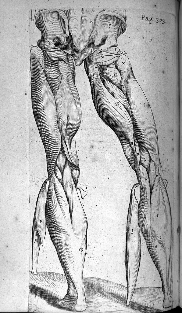 An illustration from Institutions anatomiques de Gaspar Bartholin, augmentées et enrichies pour la seconde fois tant des opinions et observations nouvelles des modernes... que de plusieurs figures... par Thomas Bartholin,... et traduictes en françois par Abr. Du Prat, 1647, leaf 434