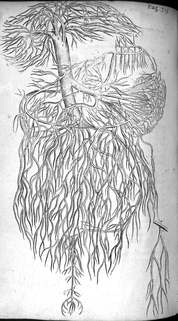 An illustration from Institutions anatomiques de Gaspar Bartholin, augmentées et enrichies pour la seconde fois tant des opinions et observations nouvelles des modernes... que de plusieurs figures... par Thomas Bartholin,... et traduictes en françois par Abr. Du Prat, 1647, leaf 450
