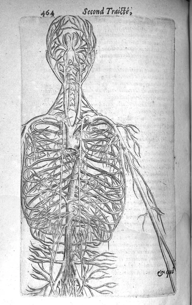 An illustration from Institutions anatomiques de Gaspar Bartholin, augmentées et enrichies pour la seconde fois tant des opinions et observations nouvelles des modernes... que de plusieurs figures... par Thomas Bartholin,... et traduictes en françois par Abr. Du Prat, 1647, leaf 486