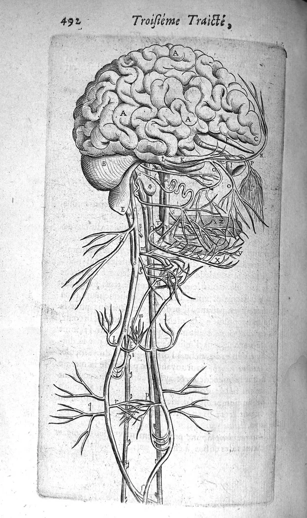 An illustration from Institutions anatomiques de Gaspar Bartholin, augmentées et enrichies pour la seconde fois tant des opinions et observations nouvelles des modernes... que de plusieurs figures... par Thomas Bartholin,... et traduictes en françois par Abr. Du Prat, 1647, leaf 514