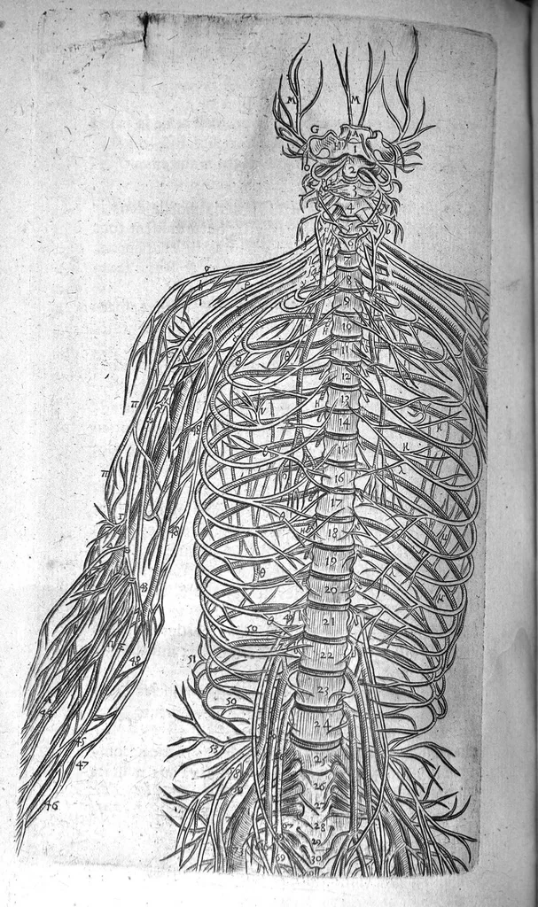 An illustration from Institutions anatomiques de Gaspar Bartholin, augmentées et enrichies pour la seconde fois tant des opinions et observations nouvelles des modernes... que de plusieurs figures... par Thomas Bartholin,... et traduictes en françois par Abr. Du Prat, 1647, leaf 524