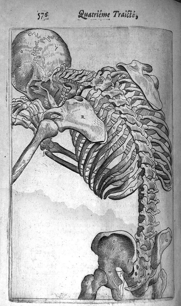 An illustration from Institutions anatomiques de Gaspar Bartholin, augmentées et enrichies pour la seconde fois tant des opinions et observations nouvelles des modernes... que de plusieurs figures... par Thomas Bartholin,... et traduictes en françois par Abr. Du Prat, 1647, leaf 600