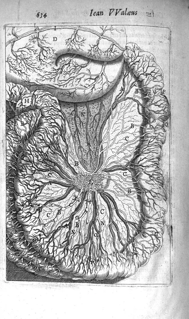 An illustration from Institutions anatomiques de Gaspar Bartholin, augmentées et enrichies pour la seconde fois tant des opinions et observations nouvelles des modernes... que de plusieurs figures... par Thomas Bartholin,... et traduictes en françois par Abr. Du Prat, 1647, leaf 658