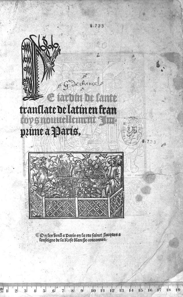 An illustration from Le Jardin de sante translaté de latin en françoys, 1539, leaf 0