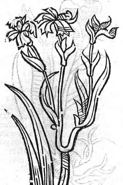 An illustration from Le Jardin de sante translaté de latin en françoys, 1539, leaf 10