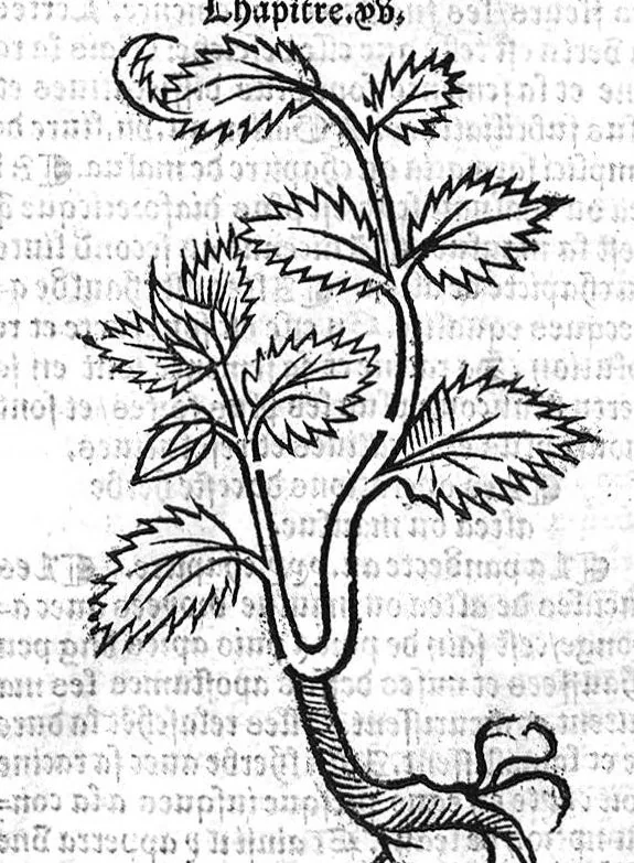 An illustration from Le Jardin de sante translaté de latin en françoys, 1539, leaf 20