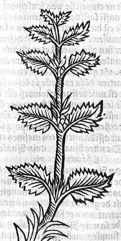 An illustration from Le Jardin de sante translaté de latin en françoys, 1539, leaf 274