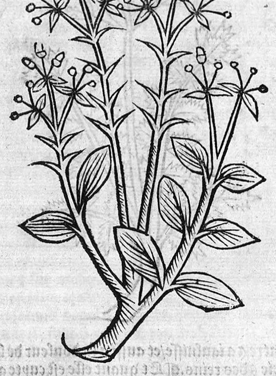 An illustration from Le Jardin de sante translaté de latin en françoys, 1539, leaf 327
