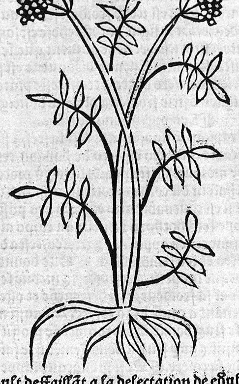 An illustration from Le Jardin de sante translaté de latin en françoys, 1539, leaf 355