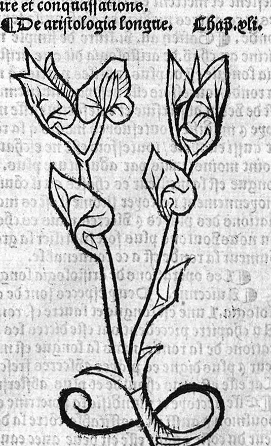 An illustration from Le Jardin de sante translaté de latin en françoys, 1539, leaf 44