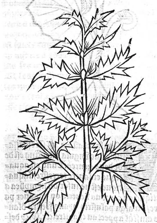 An illustration from Le Jardin de sante translaté de latin en françoys, 1539, leaf 471