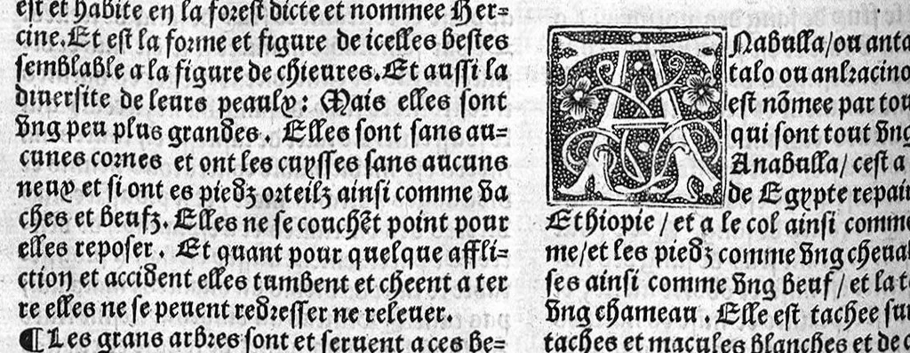 An illustration from Le Jardin de sante translaté de latin en françoys, 1539, leaf 527