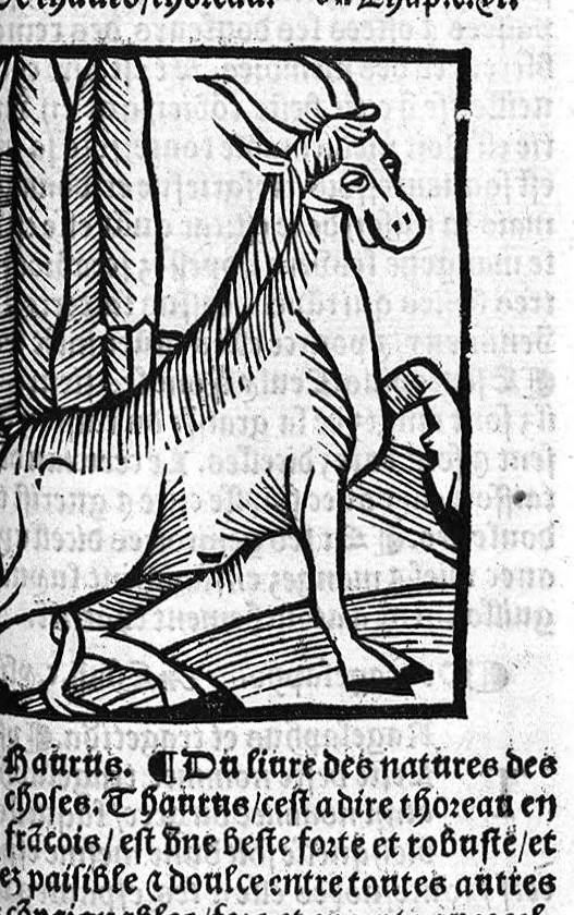 An illustration from Le Jardin de sante translaté de latin en françoys, 1539, leaf 608