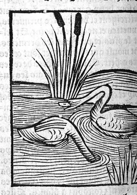 An illustration from Le Jardin de sante translaté de latin en françoys, 1539, leaf 637