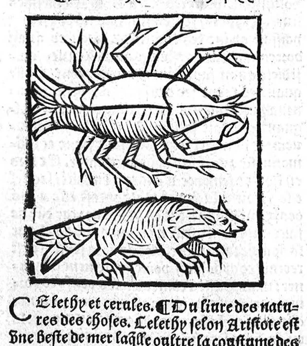 An illustration from Le Jardin de sante translaté de latin en françoys, 1539, leaf 695