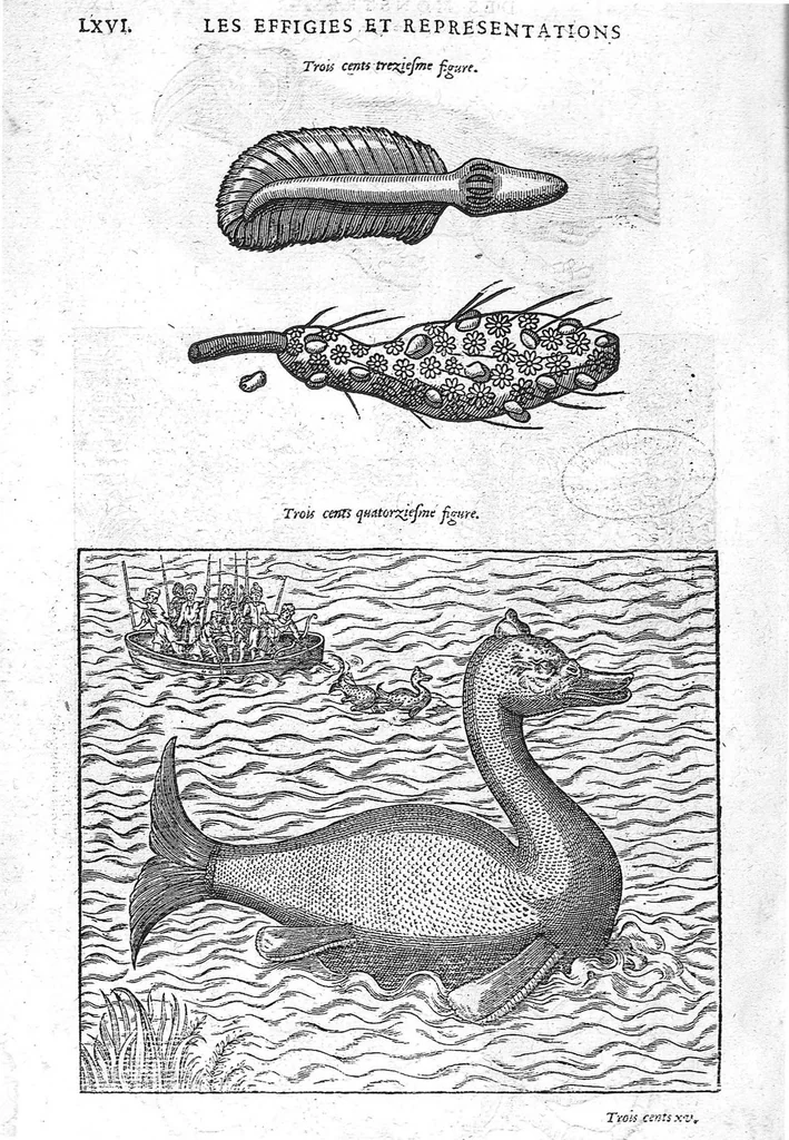 An illustration from Les Oeuvres d’Ambroise Paré, conseiller et premier chirurgien du roy, divisées en vingt-sept livres : avec les figures et portraicts tant de l’Anatomie que des instruments de chirurgie et de plusieurs monstres : reveuz et augmentez par l’autheur pour la seconde Edition, Paris,, 1579, leaf 1302