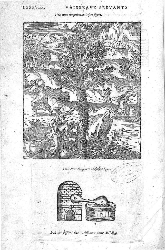 An illustration from Les Oeuvres d’Ambroise Paré, conseiller et premier chirurgien du roy, divisées en vingt-sept livres : avec les figures et portraicts tant de l’Anatomie que des instruments de chirurgie et de plusieurs monstres : reveuz et augmentez par l’autheur pour la seconde Edition, Paris,, 1579, leaf 1320