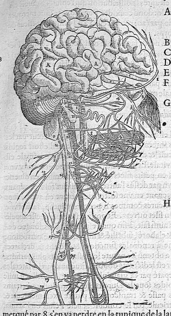 An illustration from Les Oeuvres d’Ambroise Paré, conseiller et premier chirurgien du roy, divisées en vingt-sept livres : avec les figures et portraicts tant de l’Anatomie que des instruments de chirurgie et de plusieurs monstres : reveuz et augmentez par l’autheur pour la seconde Edition, Paris,, 1579, leaf 195