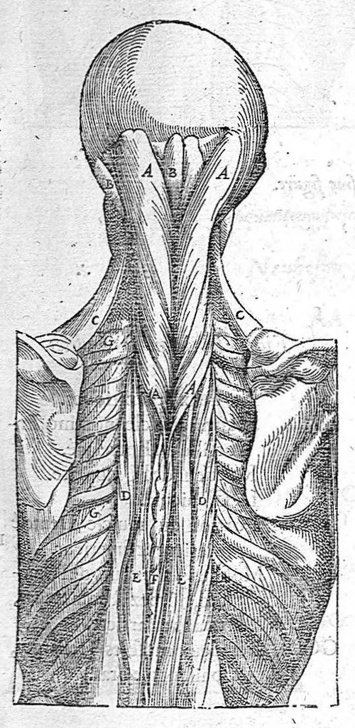 An illustration from Les Oeuvres d’Ambroise Paré, conseiller et premier chirurgien du roy, divisées en vingt-sept livres : avec les figures et portraicts tant de l’Anatomie que des instruments de chirurgie et de plusieurs monstres : reveuz et augmentez par l’autheur pour la seconde Edition, Paris,, 1579, leaf 223