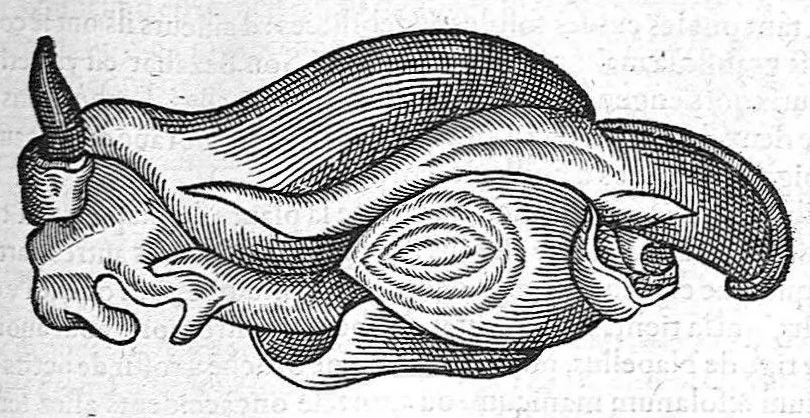 An illustration from Les Oeuvres d’Ambroise Paré, conseiller et premier chirurgien du roy, divisées en vingt-sept livres : avec les figures et portraicts tant de l’Anatomie que des instruments de chirurgie et de plusieurs monstres : reveuz et augmentez par l’autheur pour la seconde Edition, Paris,, 1579, leaf 769