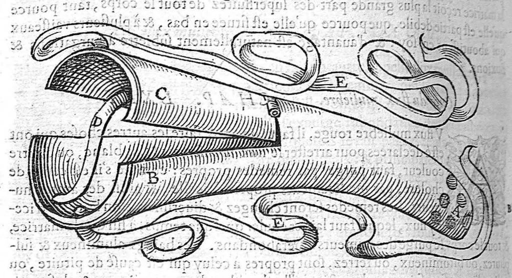 An illustration from Les Oeuvres d’Ambroise Paré, conseiller et premier chirurgien du roy, divisées en vingt-sept livres : avec les figures et portraicts tant de l’Anatomie que des instruments de chirurgie et de plusieurs monstres : reveuz et augmentez par l’autheur pour la seconde Edition, Paris,, 1579, leaf 942