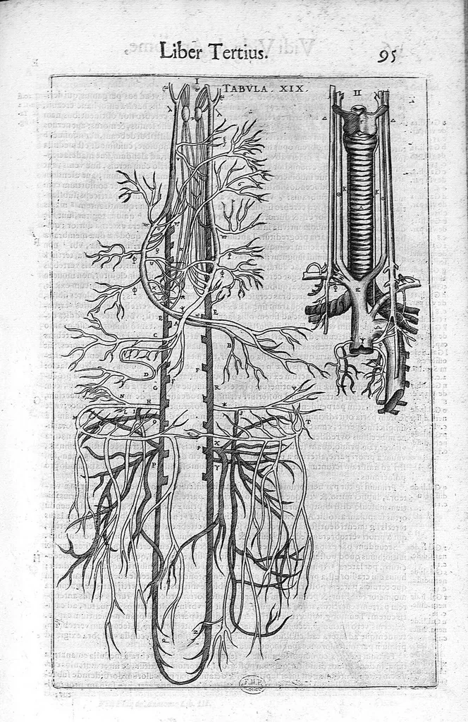 An illustration from De anatome corporis humani. Libri VII, 1611, leaf 105