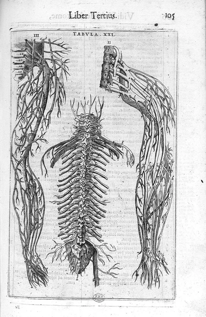 An illustration from De anatome corporis humani. Libri VII, 1611, leaf 115
