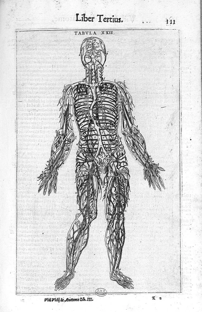 An illustration from De anatome corporis humani. Libri VII, 1611, leaf 121