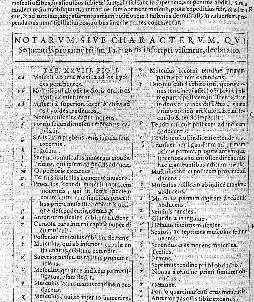 An illustration from De anatome corporis humani. Libri VII, 1611, leaf 154