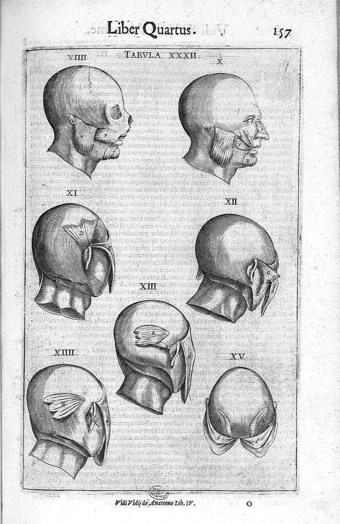An illustration from De anatome corporis humani. Libri VII, 1611, leaf 167