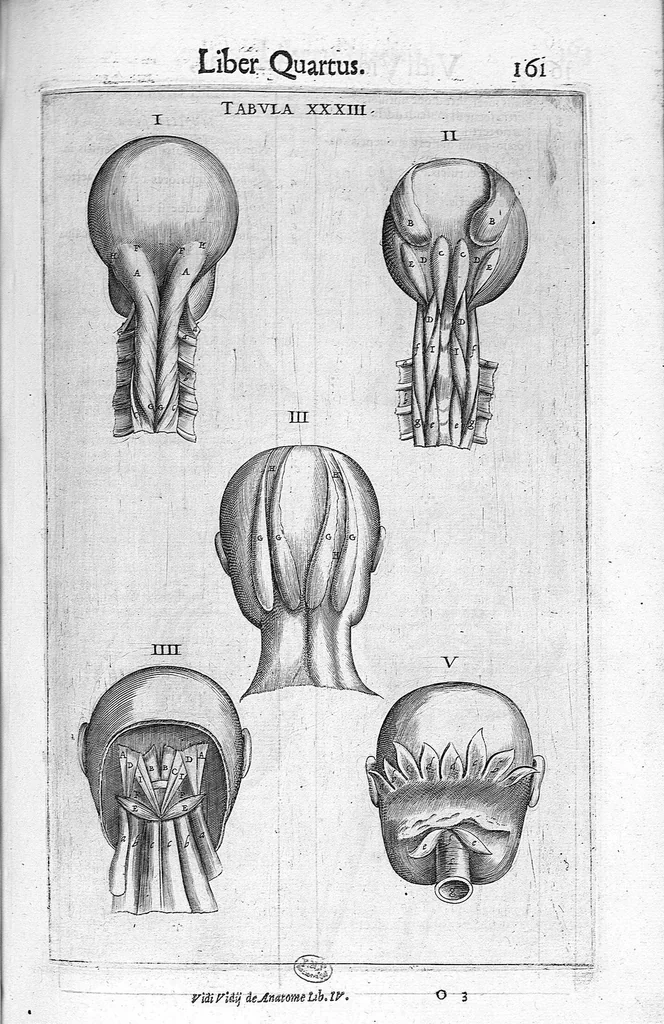 An illustration from De anatome corporis humani. Libri VII, 1611, leaf 171