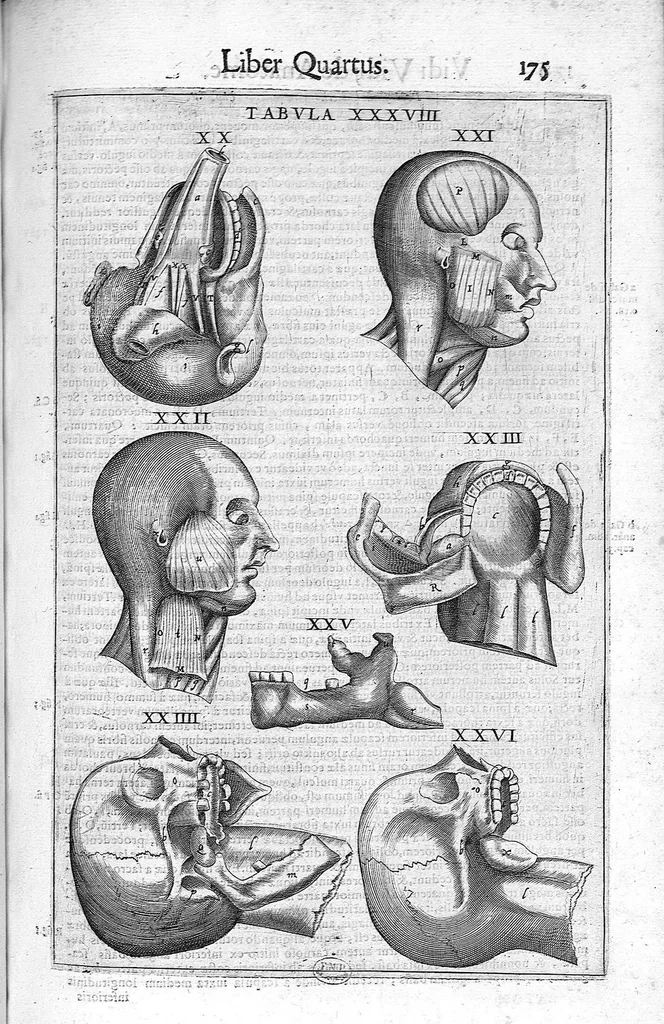 An illustration from De anatome corporis humani. Libri VII, 1611, leaf 185